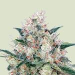 Honey Cream (Fast Flowering)